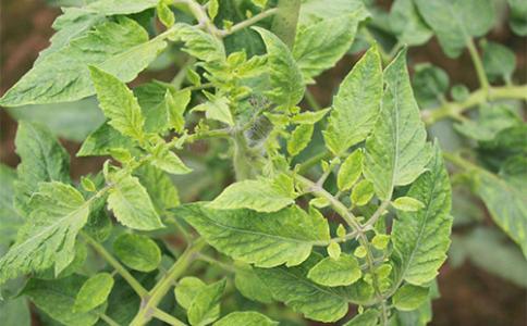 殼寡糖在防治植物病毒病的應用